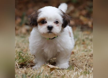 Shih Tzu Mixies