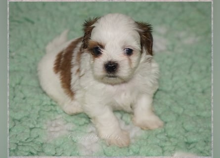 Shih Tzu Mixies