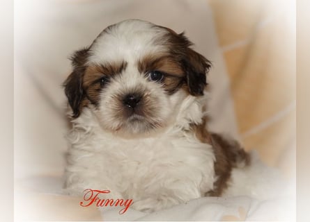 Shih Tzu Mixies