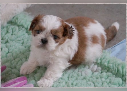 Shih Tzu Mixies