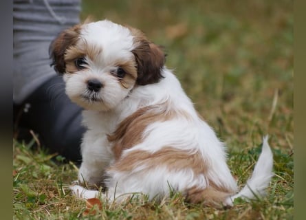 Shih Tzu Mixies