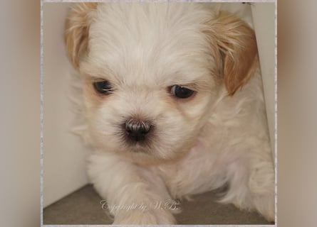 Shih Tzu Mixies