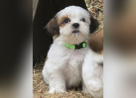 Shih Tzu Mixies