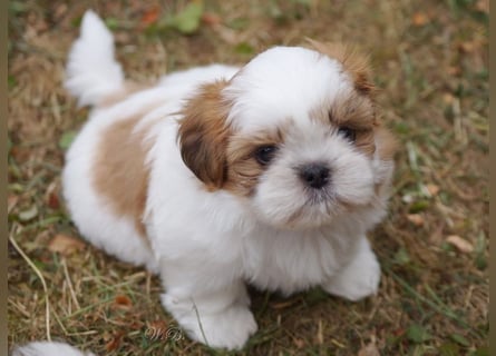 Shih Tzu Mixies