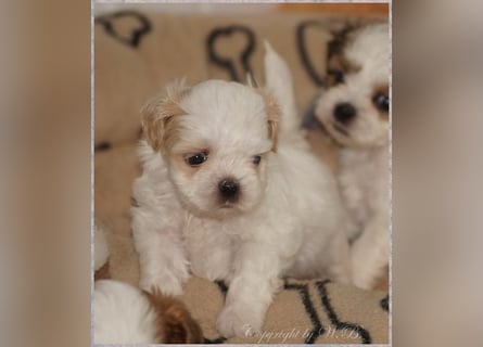 Shih Tzu Mixies