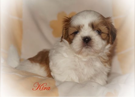 Shih Tzu Mixies