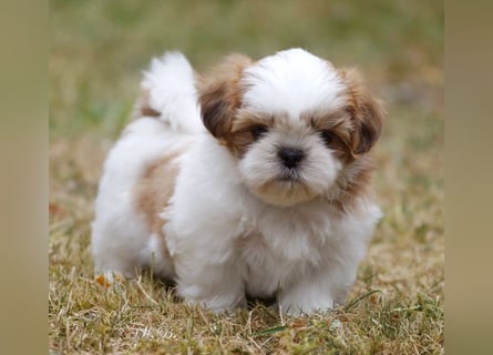 Shih Tzu Mixies
