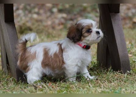Shih Tzu Mixies