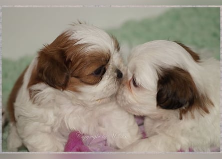 Shih Tzu Mixies