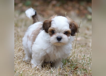 Shih Tzu Mixies