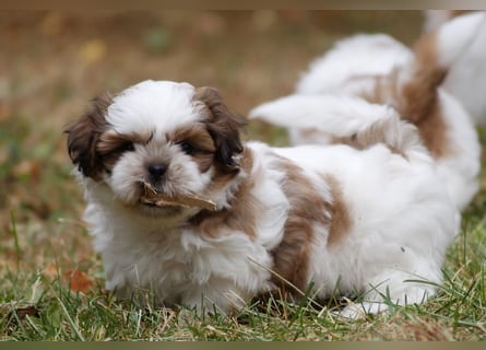 Shih Tzu Mixies
