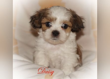 Shih Tzu Mixies