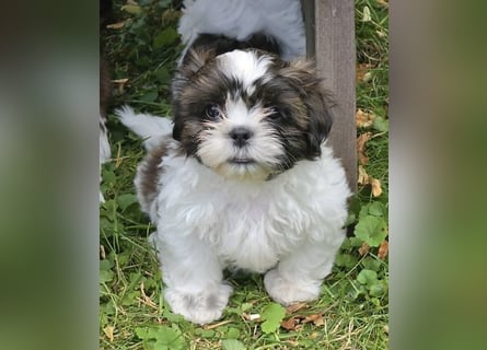 Shih Tzu Mix  / noch zwei Rüdenwelpen