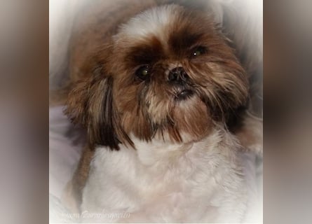 Shih Tzu Mixies