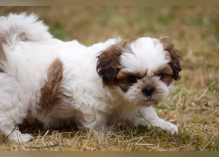 Shih Tzu Mixies