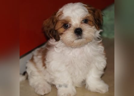 Shih Tzu Mixies