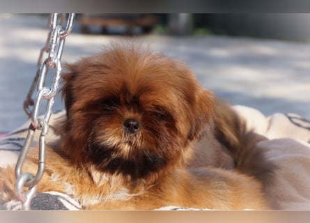 Shih Tzu Welpen aus Vereinszucht