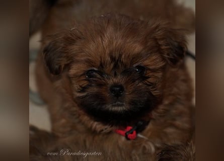 Shih Tzu Welpen aus Vereinszucht