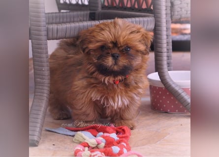 Shih Tzu Welpen aus Vereinszucht