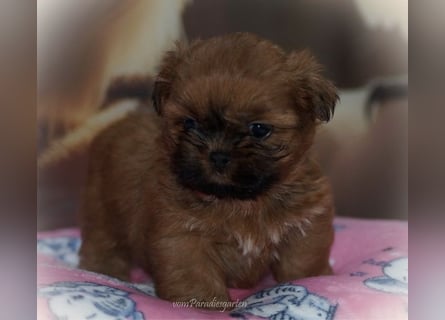 Shih Tzu Welpen aus Vereinszucht