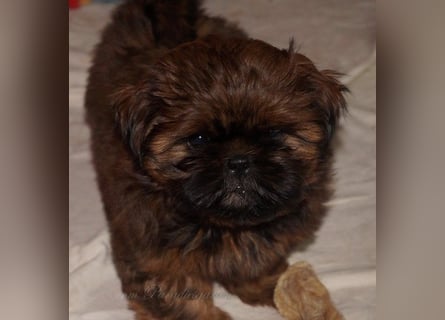 Shih Tzu Welpen aus Vereinszucht