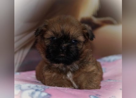 Shih Tzu Welpen aus Vereinszucht