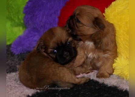 Shih Tzu Welpen aus Vereinszucht