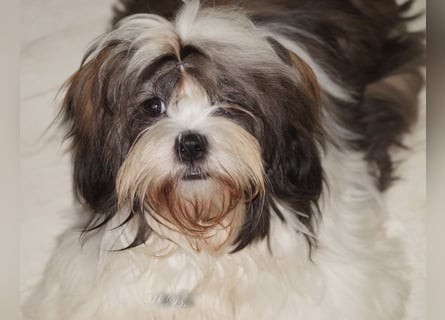 Shih Tzu Welpen aus Vereinszucht