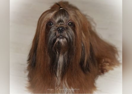 Shih Tzu Welpen aus Vereinszucht