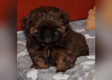 Shih Tzu Welpen aus Vereinszucht