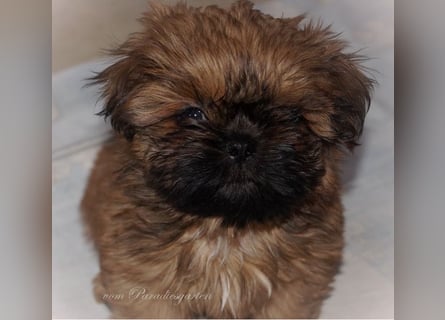 Shih Tzu Welpen aus Vereinszucht
