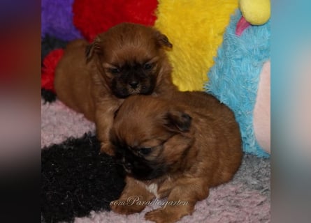 Shih Tzu Welpen aus Vereinszucht