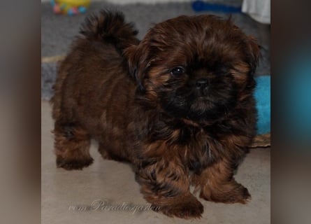 Shih Tzu Welpen aus Vereinszucht