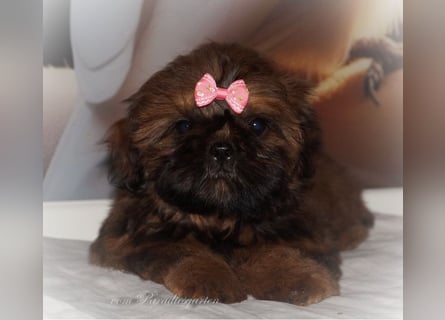 Shih Tzu Welpen aus Vereinszucht