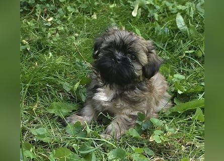 Shih Tzu Welpen aus Vereinszucht