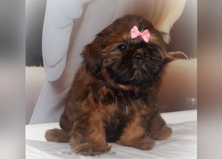 Shih Tzu Welpen aus Vereinszucht