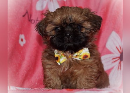 Shih Tzu Welpen aus Vereinszucht