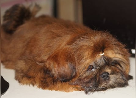 Shih Tzu Welpen aus Vereinszucht