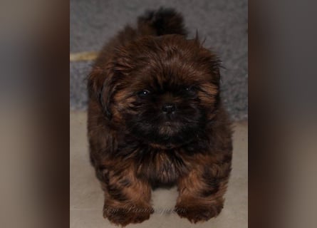 Shih Tzu Welpen aus Vereinszucht