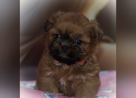 Shih Tzu Welpen aus Vereinszucht