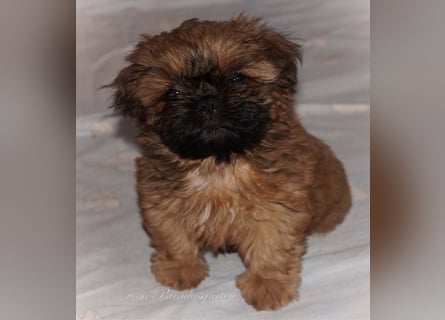 Shih Tzu Welpen aus Vereinszucht