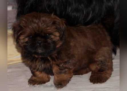 Shih Tzu Welpen aus Vereinszucht
