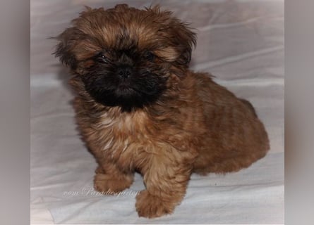 Shih Tzu Welpen aus Vereinszucht