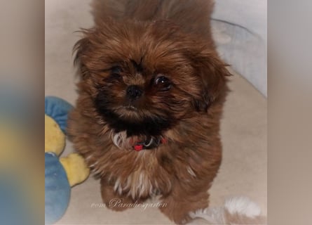 Shih Tzu Welpen aus Vereinszucht