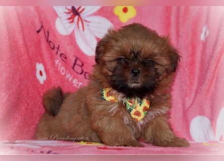 Shih Tzu Welpen aus Vereinszucht