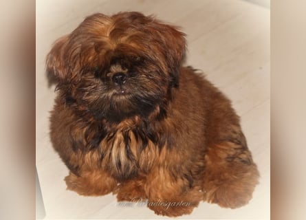 Shih Tzu Welpen aus Vereinszucht