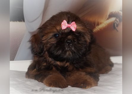 Shih Tzu Welpen aus Vereinszucht