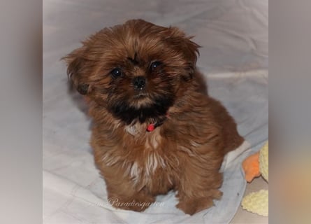 Shih Tzu Welpen aus Vereinszucht