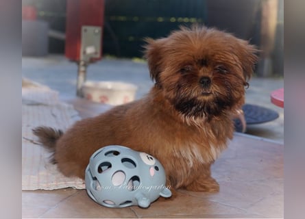 Shih Tzu Welpen aus Vereinszucht