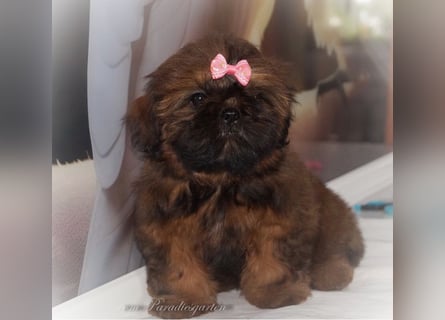 Shih Tzu Welpen aus Vereinszucht